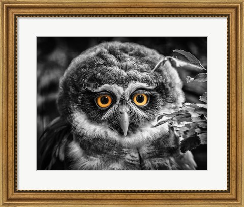 Framed Young Owl Black &amp; White Print