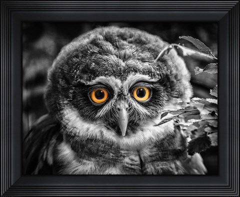 Framed Young Owl Black &amp; White Print
