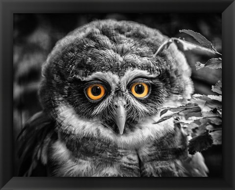 Framed Young Owl Black &amp; White Print