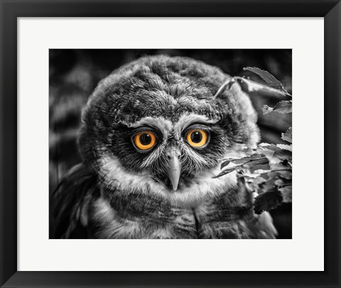 Framed Young Owl Black &amp; White Print