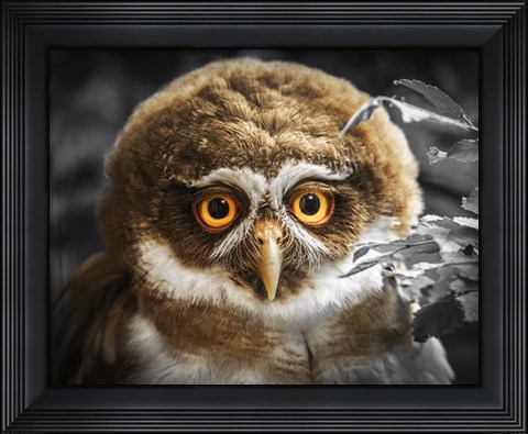 Framed Young Owl Print