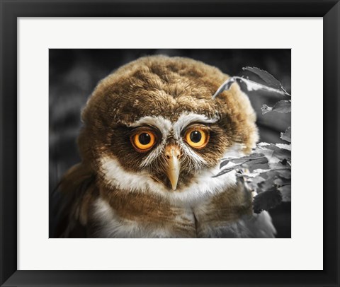 Framed Young Owl Print