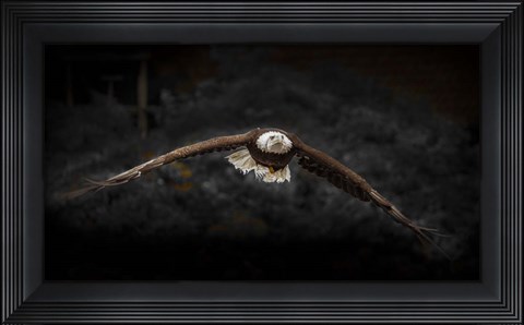 Framed Sea Eagle Flight Black &amp; White Print