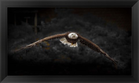 Framed Sea Eagle Flight Black &amp; White Print