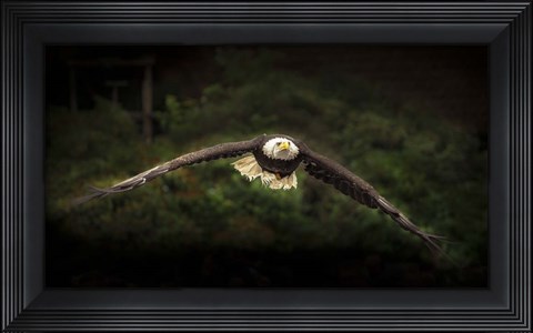 Framed Sea Eagle Flight Print