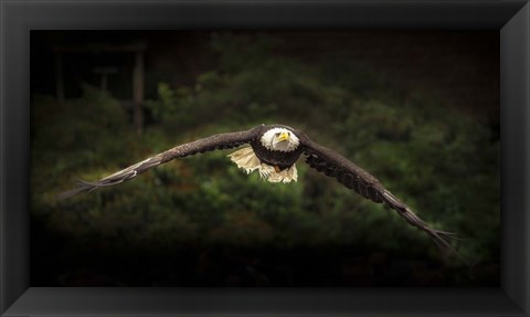 Framed Sea Eagle Flight Print