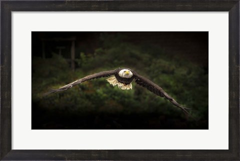 Framed Sea Eagle Flight Print