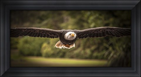 Framed Sea Eagle Flight II Print