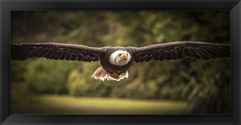 Framed Sea Eagle Flight II Print