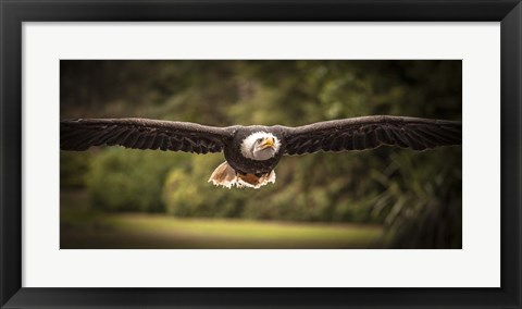 Framed Sea Eagle Flight II Print