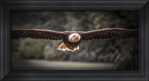 Framed Sea Eagle Flight II Black &amp; White Print