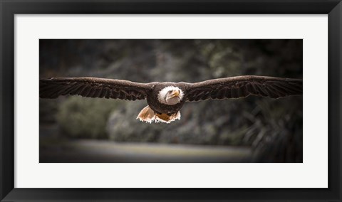 Framed Sea Eagle Flight II Black &amp; White Print