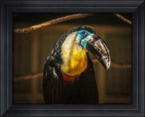 Framed Toucan V Print