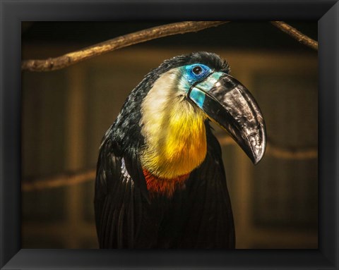 Framed Toucan V Print