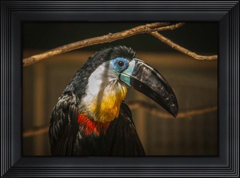 Framed Toucan VI Print