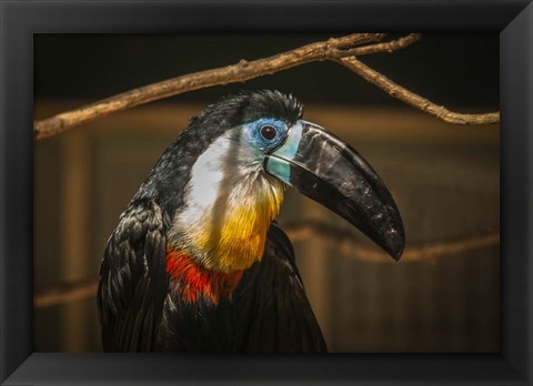 Framed Toucan VI Print