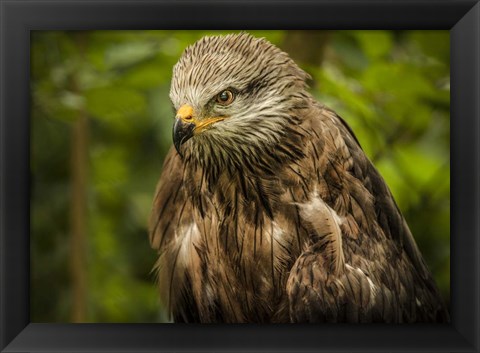 Framed Grey Kite Print