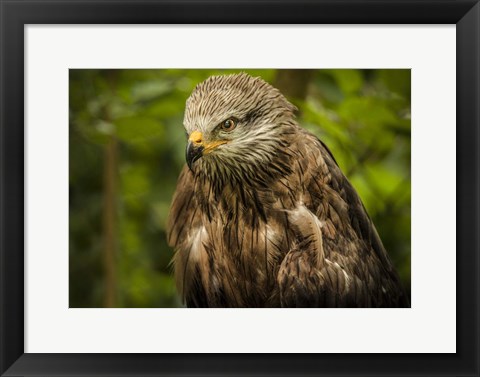 Framed Grey Kite Print