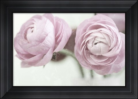 Framed 2 Pink Rannunculus Print