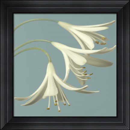 Framed 3 Snowdrops on Blue Print