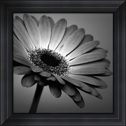 Framed BW Gerbera 1 Print