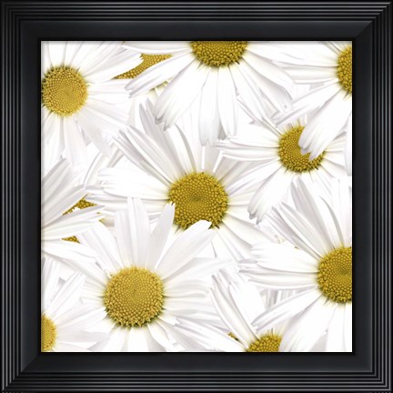 Framed Collection of Daisies Print