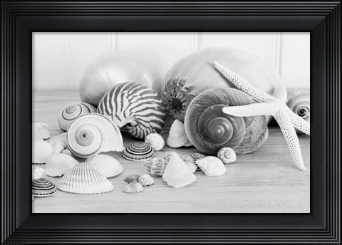Framed Collection of Shells BW Print