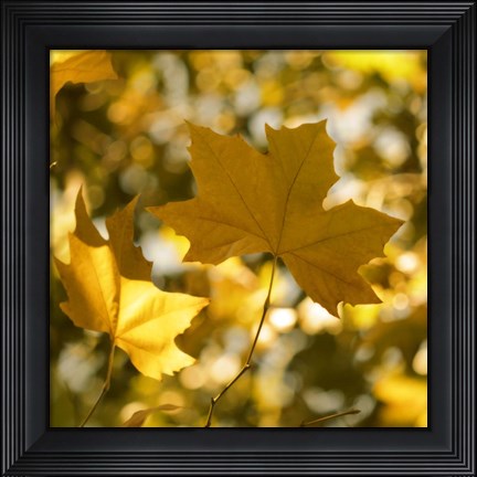 Framed Fall Leaves1 Print