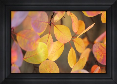 Framed Fall Leaves 2 Print