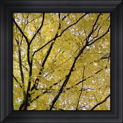 Framed Fall Leaves 3 Print