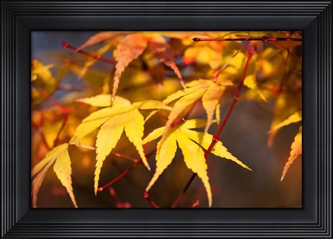 Framed Fall Leaves 7 Print