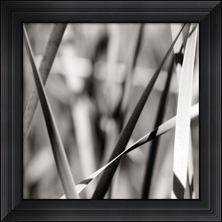 Framed Leaves BW 2 Print