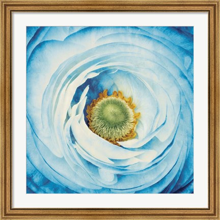 Framed White Peony with Blue Print