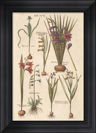 Framed Vintage Florilegium III Print