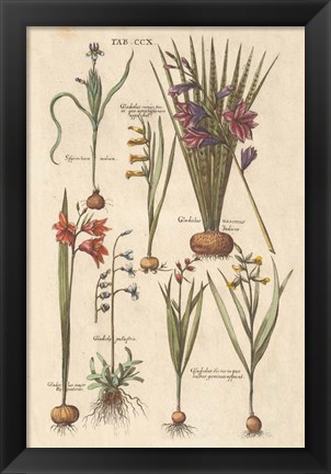 Framed Vintage Florilegium III Print