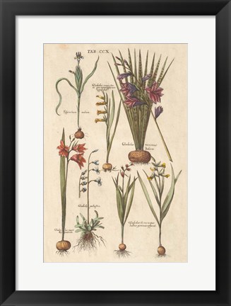 Framed Vintage Florilegium III Print