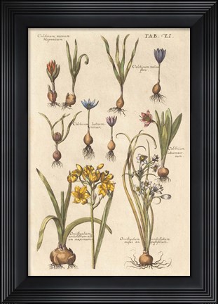 Framed Vintage Florilegium II Print
