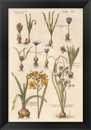 Framed Vintage Florilegium II Print