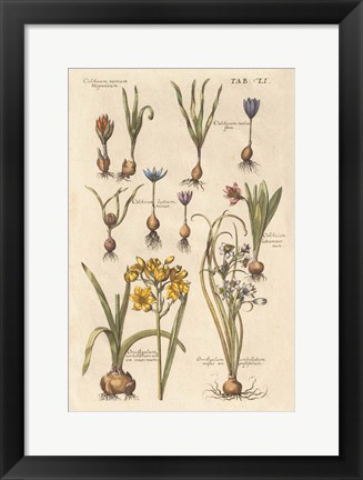 Framed Vintage Florilegium II Print