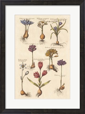 Framed Vintage Florilegium I Print