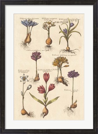 Framed Vintage Florilegium I Print