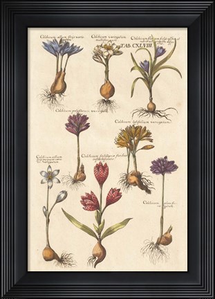 Framed Vintage Florilegium I Print