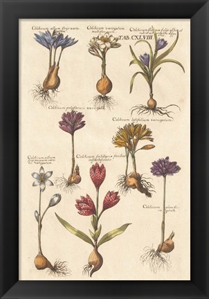 Framed Vintage Florilegium I Print