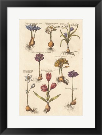 Framed Vintage Florilegium I Print