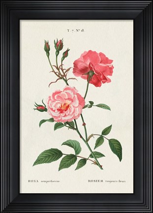 Framed Rosa Print