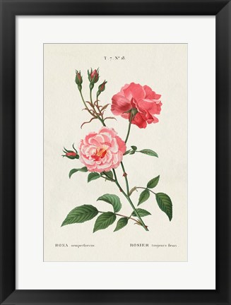 Framed Rosa Print