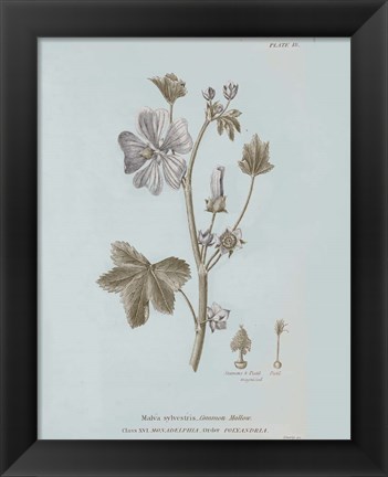 Framed Conversations on Botany VII Blue Print