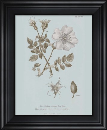 Framed Conversations on Botany IV Blue Print