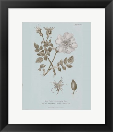 Framed Conversations on Botany IV Blue Print