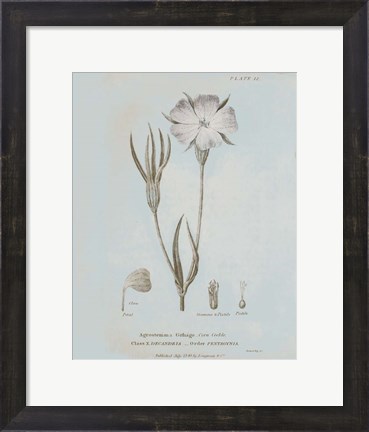 Framed Conversations on Botany III Blue Print